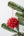 Weihnachtsanhänger Papier, Stern