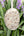 Duschseife Lavendel