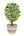 Pflanzkorb Sisal